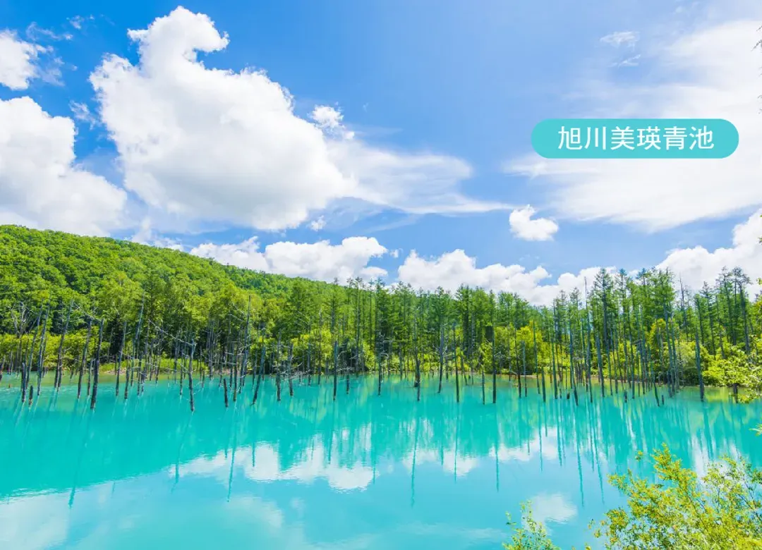 蔚藍夢幻北海道5日.積丹半島.美瑛秘境青池.四季彩之丘.洞爺湖花火.小樽水族館.哈密瓜吃到飽.敘敘苑燒肉.三大螃蟹吃到飽-7