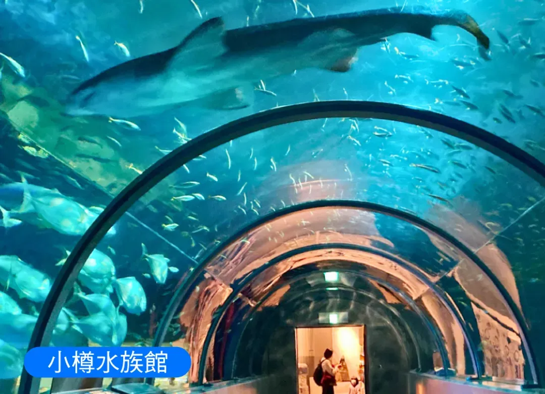 蔚藍夢幻北海道5日.積丹半島.美瑛秘境青池.四季彩之丘.洞爺湖花火.小樽水族館.哈密瓜吃到飽.敘敘苑燒肉.三大螃蟹吃到飽-8