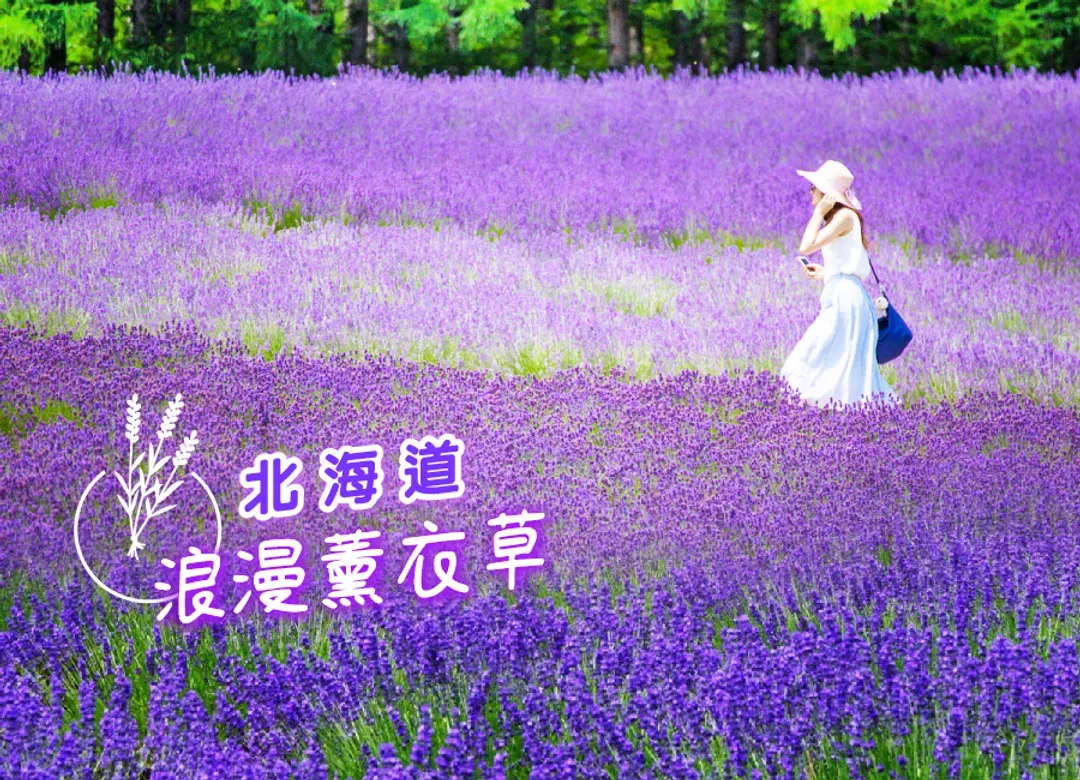 絕美北海道薰衣草三溫泉6日.層雲峽.雪之妖精.旭山動物園.愛奴火祭.富良野五大好禮.小樽天狗山纜車.三大螃蟹吃到飽