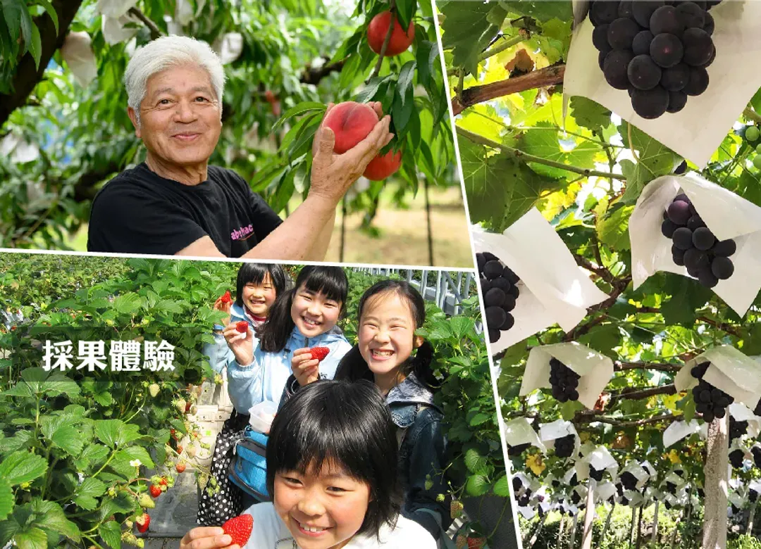 【高雄出發早鳥折兩千】東京迪士尼6日.富士山大石四季花卉.採水果.湯樂城主題泡湯.富士山纜車.燒肉吃到飽.螃蟹美食-6
