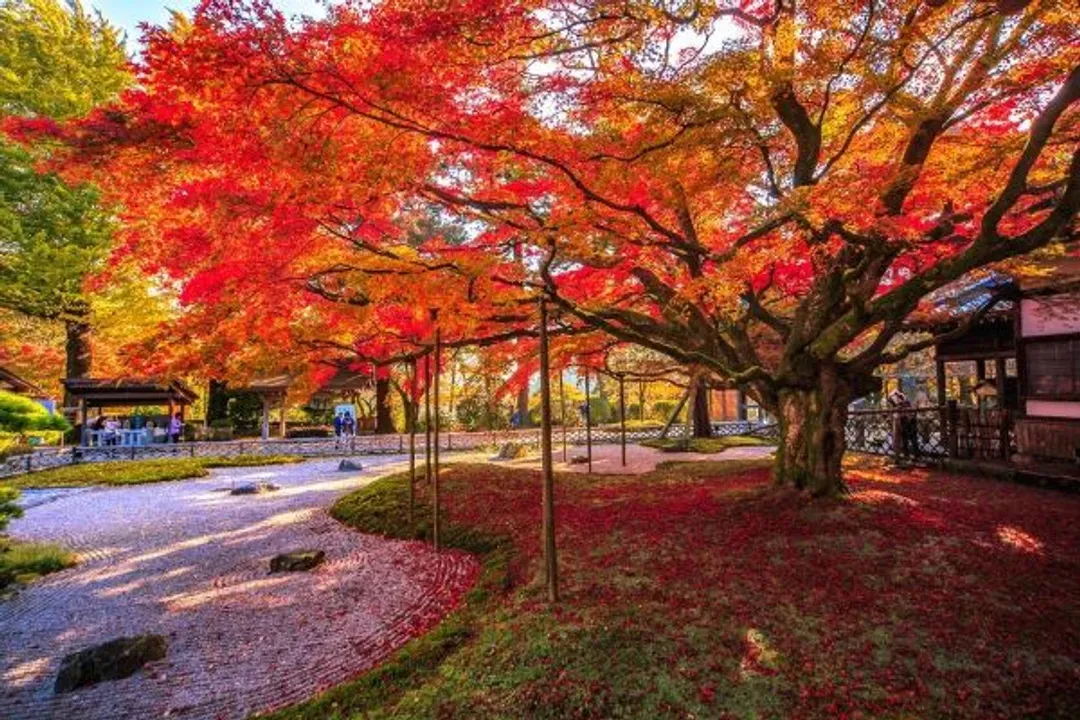 圖片來源：福岡縣觀光連盟提供-九州賞楓景點