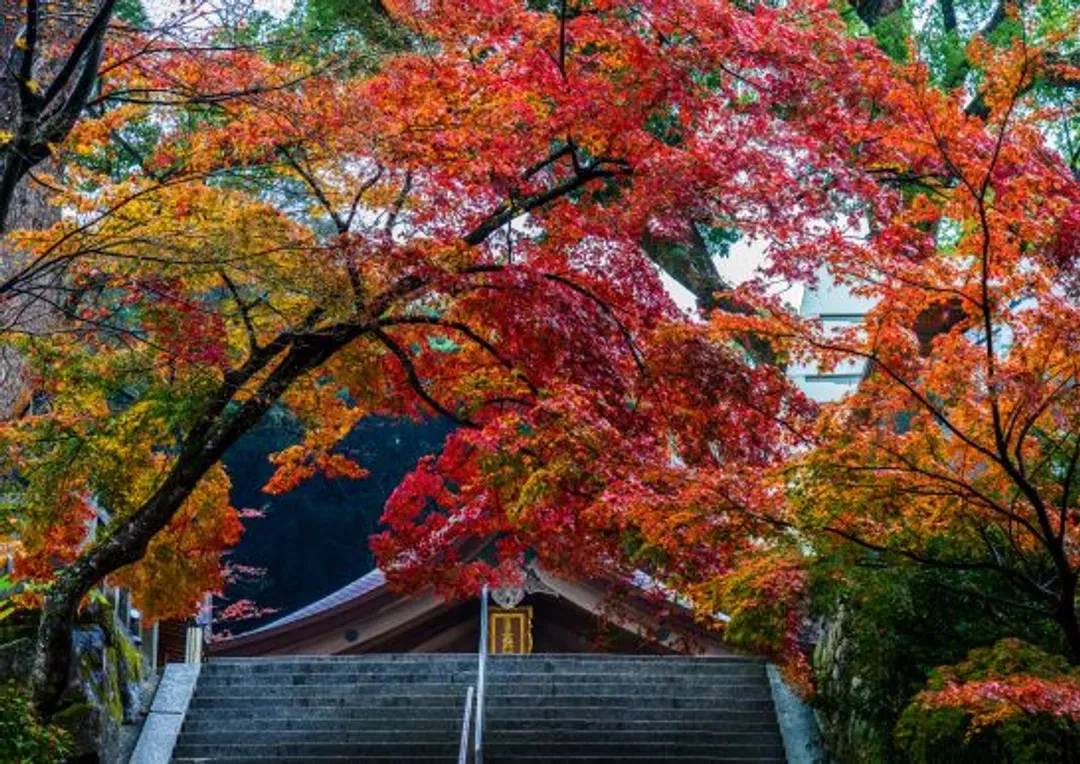 九州鐵道旅行～秋日紅葉賞、別府空中纜車、長腳蟹雙溫泉、由布院之森列車五日