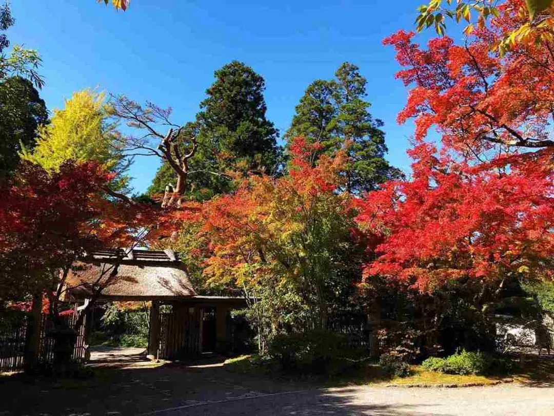 九州鐵道旅行～秋日紅葉賞、別府空中纜車、長腳蟹雙溫泉、由布院之森列車五日-9