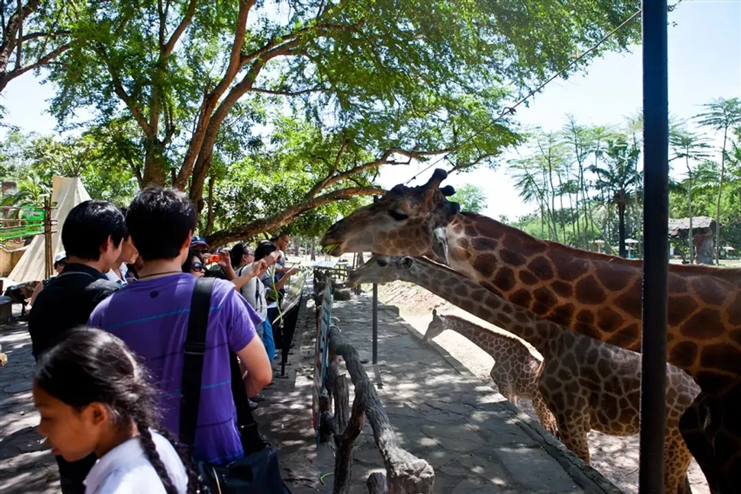 泰國旅遊│無購物,曼谷網評五星酒店,綠山動物園,芭達雅航站百貨,四方水上市場,鄭王廟,夜遊湄南河,水上漂浮咖啡廳五日│高雄出發-6
