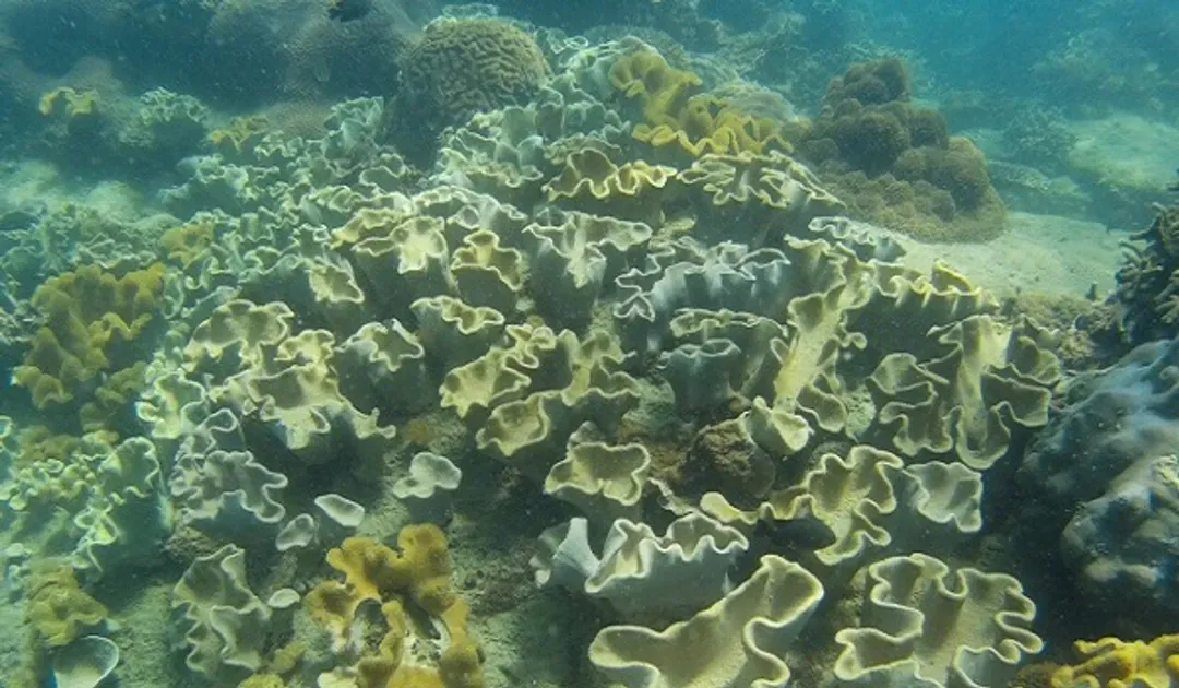 越南旅遊｜富國島｜【星宇直飛】珍珠奇幻樂園.富國大世界.南島出海趣.香島跨海纜車.全程五星飯店五日-19