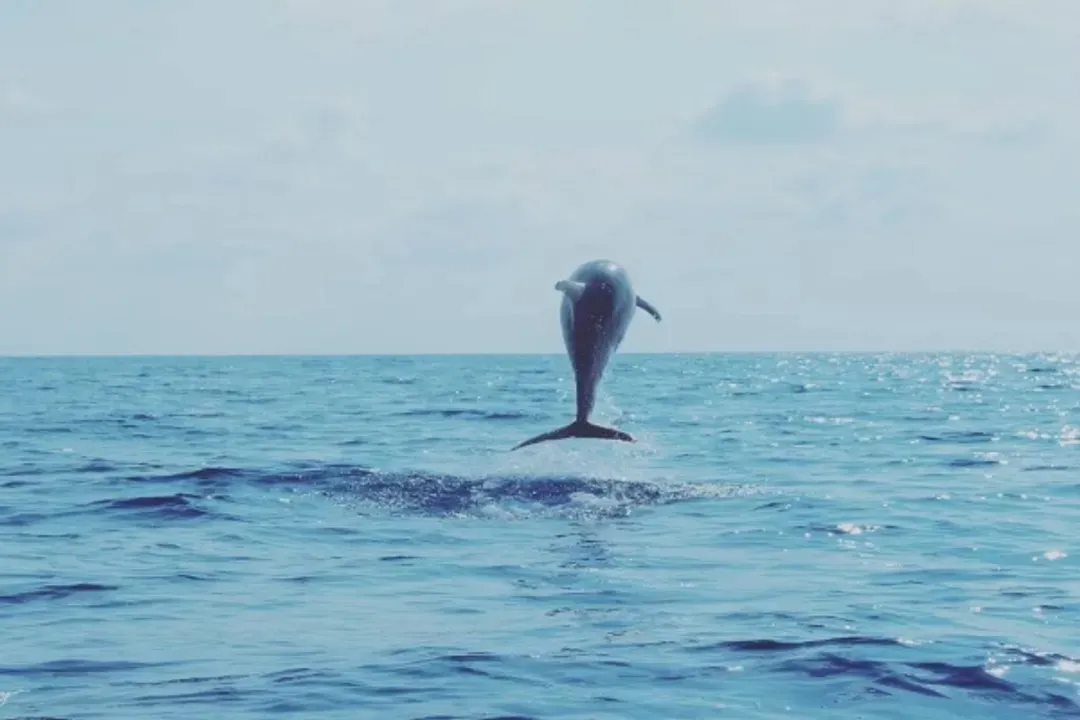 Blue Whale-出海觀賞藍鯨