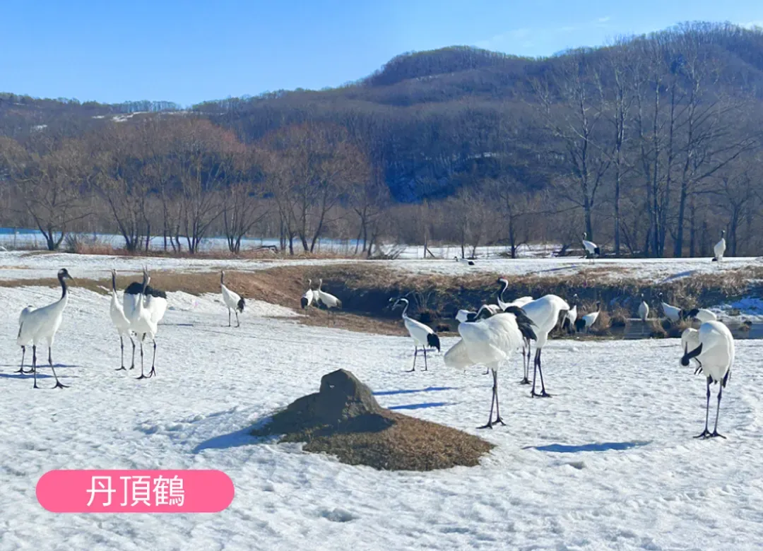 銀雪幸福北海道破冰船四溫泉7日.戲雪6合1.旭山動物園.丹頂鶴.釧路濕原.小樽下午茶.三大蟹和牛吃到飽-9