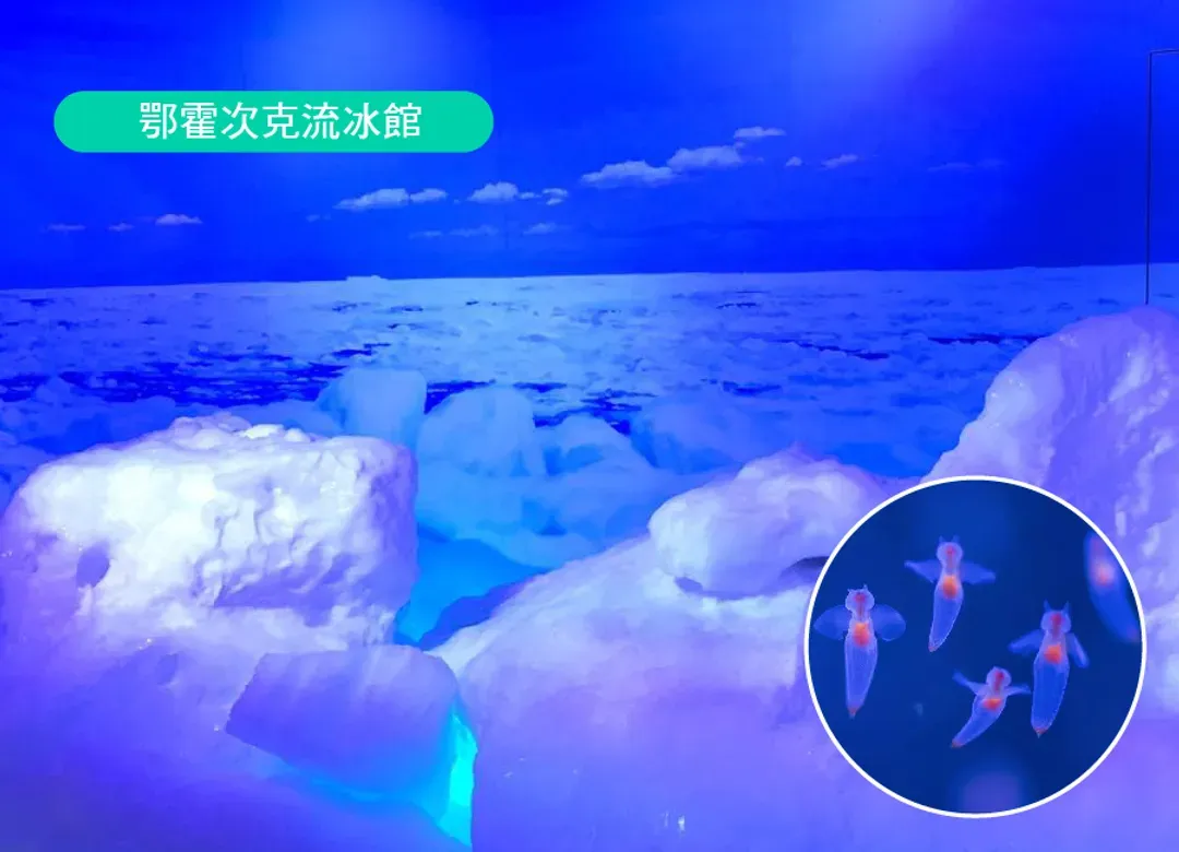高雄出發雪夢幻北海道破冰船6日.阿寒湖冰上釣魚.旭山動物園.小樽運河遊船.白色燈節.三大螃蟹和牛美食-9