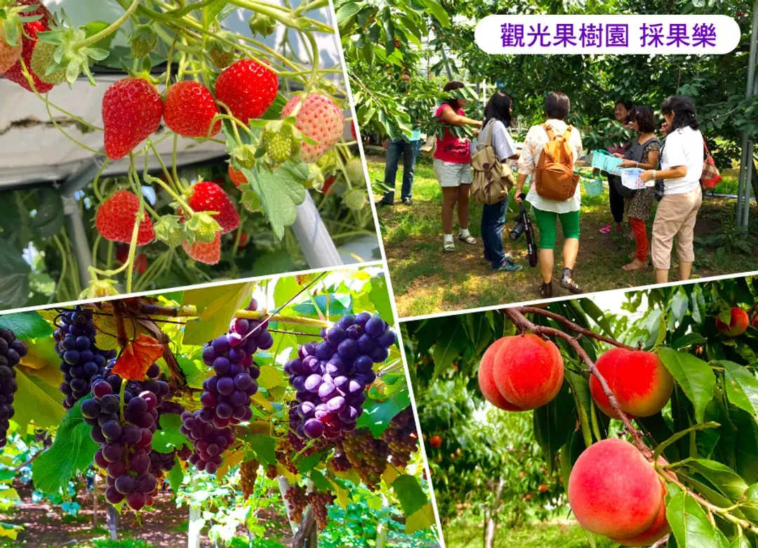 紫戀北海道雙溫泉6日.採果樂.美瑛富良野.薰衣草花田.旭山動物園.萌熊牧場.有珠山纜車.三大蟹+和牛+哈密瓜吃到飽-7