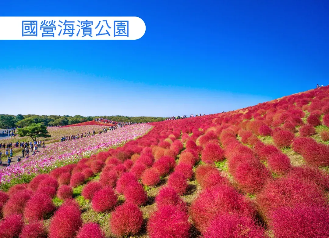 東北極境紅葉狩7日.入住花卷集團飯店.日立海濱公園.奧入瀨溪.銀山溫泉.鳴子峽.猊鼻溪遊船.十和田湖.四晚溫泉飯店-12