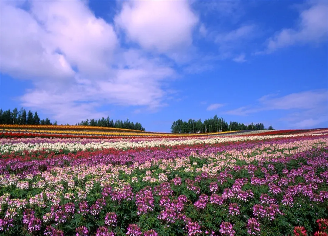 一起揪吧北海道｜洞爺湖花火.富良野花田.函館纜車.金森倉庫群.採果趣.小樽漫遊.三大蟹美食六日｜保住兩晚溫泉-12