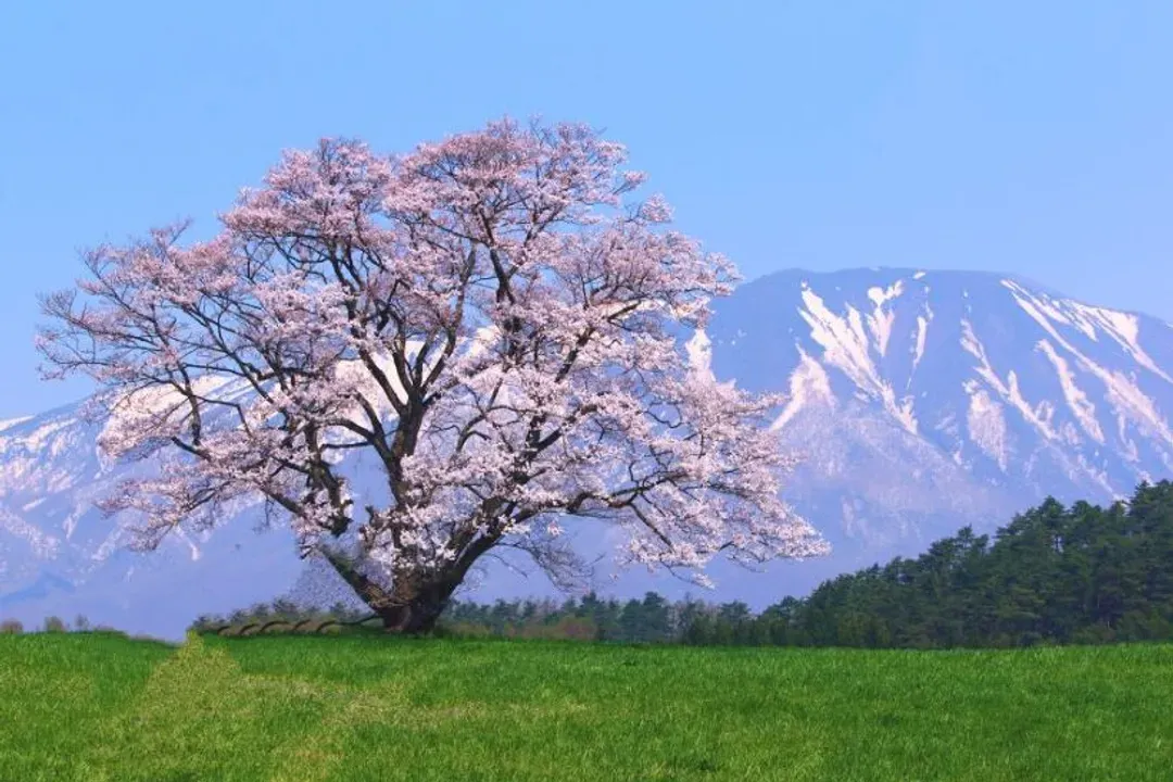 小岩井農場(送冰淇淋一支)