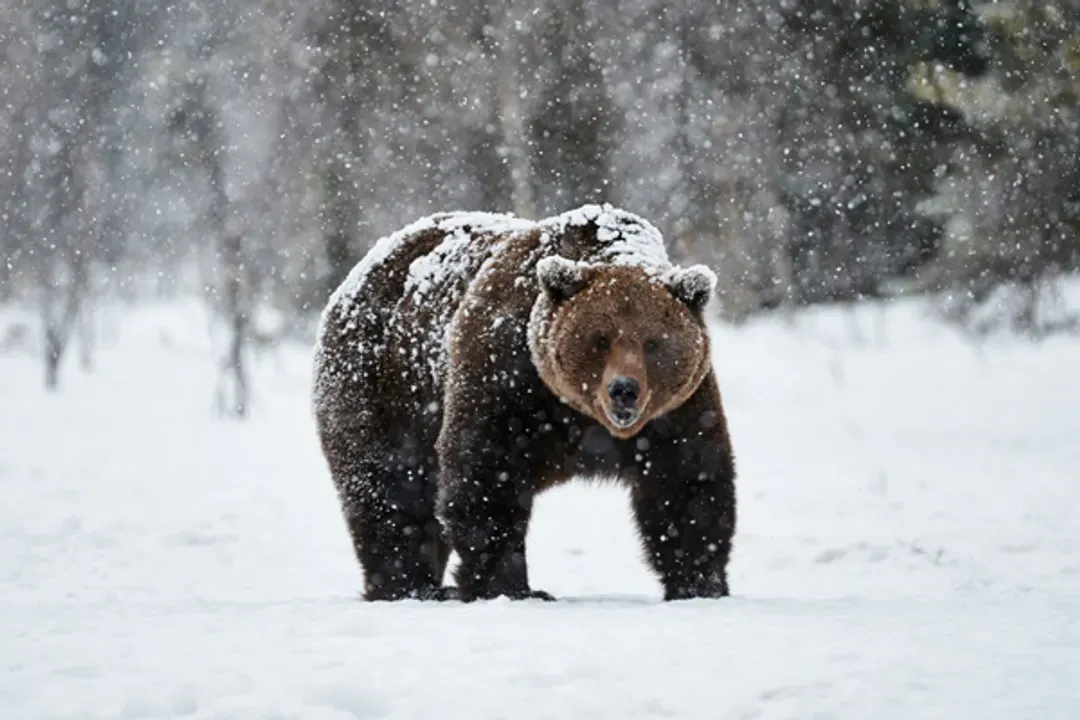 芬蘭極光不思議～極光海濱別墅、聖誕老人村、冰雪體驗動物園、星空夜臥火車八日