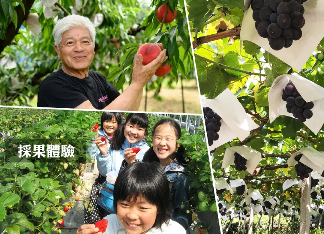 秋楓東京溫泉5日.輕井澤雪場池.富士山景觀纜車.河口湖紅葉迴廊.川越老街.明治神宮外苑.採果趣.敘敘苑燒肉.螃蟹吃到飽-5