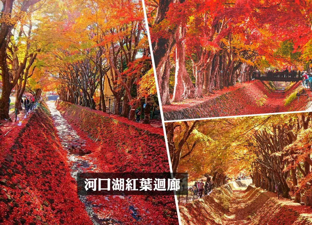 秋楓東京溫泉5日.輕井澤雪場池.富士山景觀纜車.河口湖紅葉迴廊.川越老街.明治神宮外苑.採果趣.敘敘苑燒肉.螃蟹吃到飽