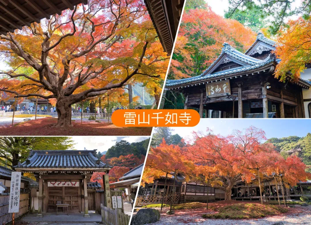 楓遊元氣佐賀大分5日.御船山樂園.雷山千如寺.唐津城.寶滿宮竈門神社.耶馬溪.湯布院童話小鎮.別府溫泉鄉(佐賀進大分出)-14