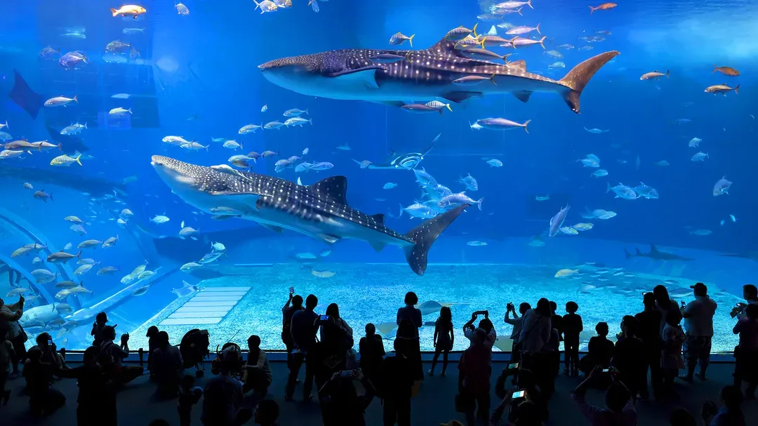 【台中出發．經典沖繩４日】美麗海水族館、玉泉洞、古宇利島海洋塔、贈單軌電車一日券[含稅]