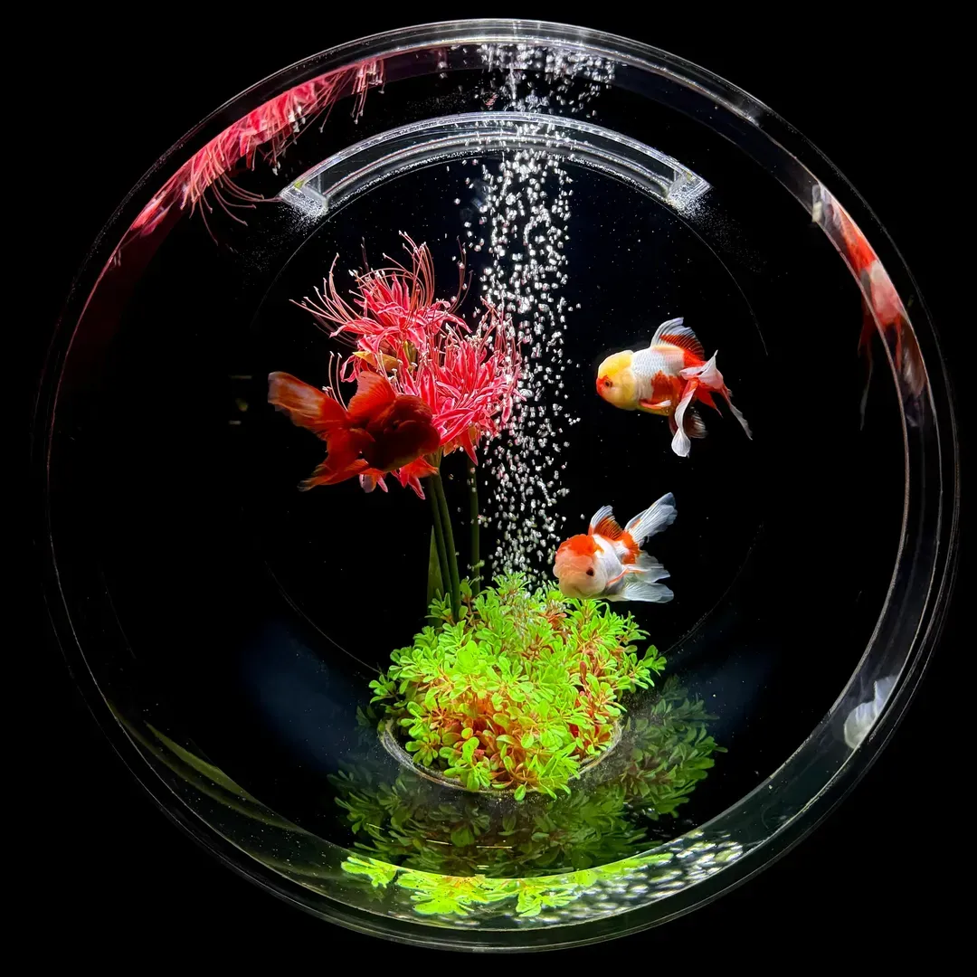 暑假預購折3000｜長榮｜東京｜迪士尼樂園.銀座藝術水族館.史努比博物館.八景島水族館五日｜保住兩晚迪士尼友好飯店