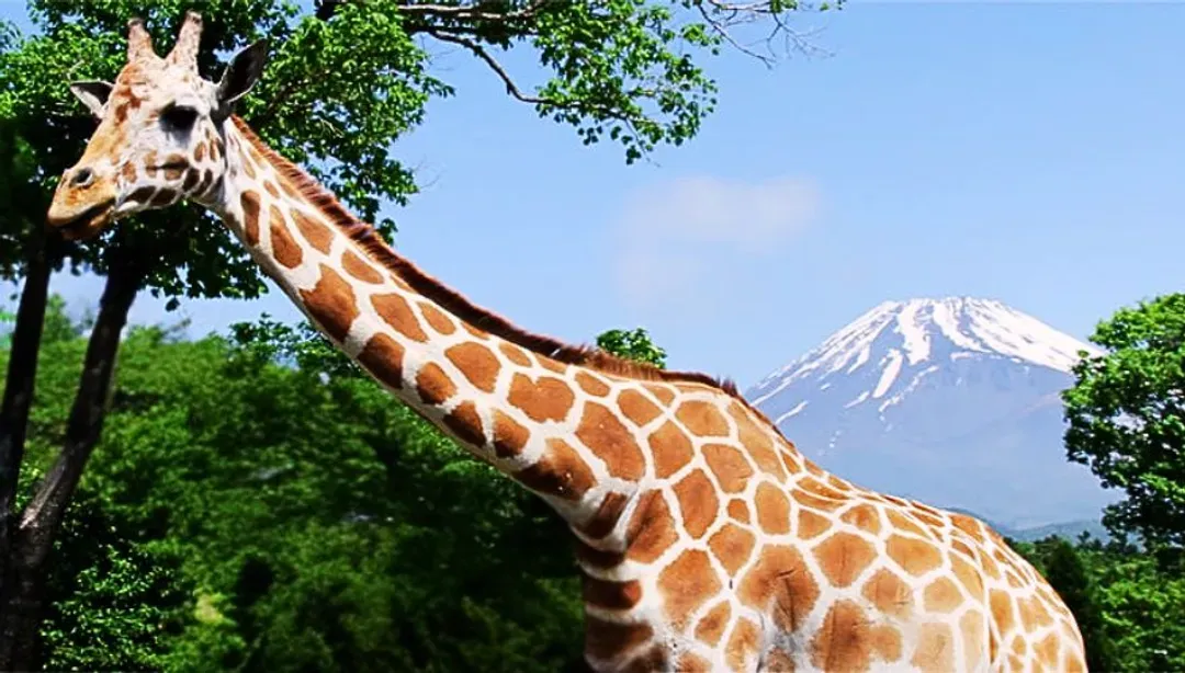 暑假預購折$2000｜東京迪士尼.富士動物園.橫濱纜車.新倉山公園.富士山美景五日｜台中出發