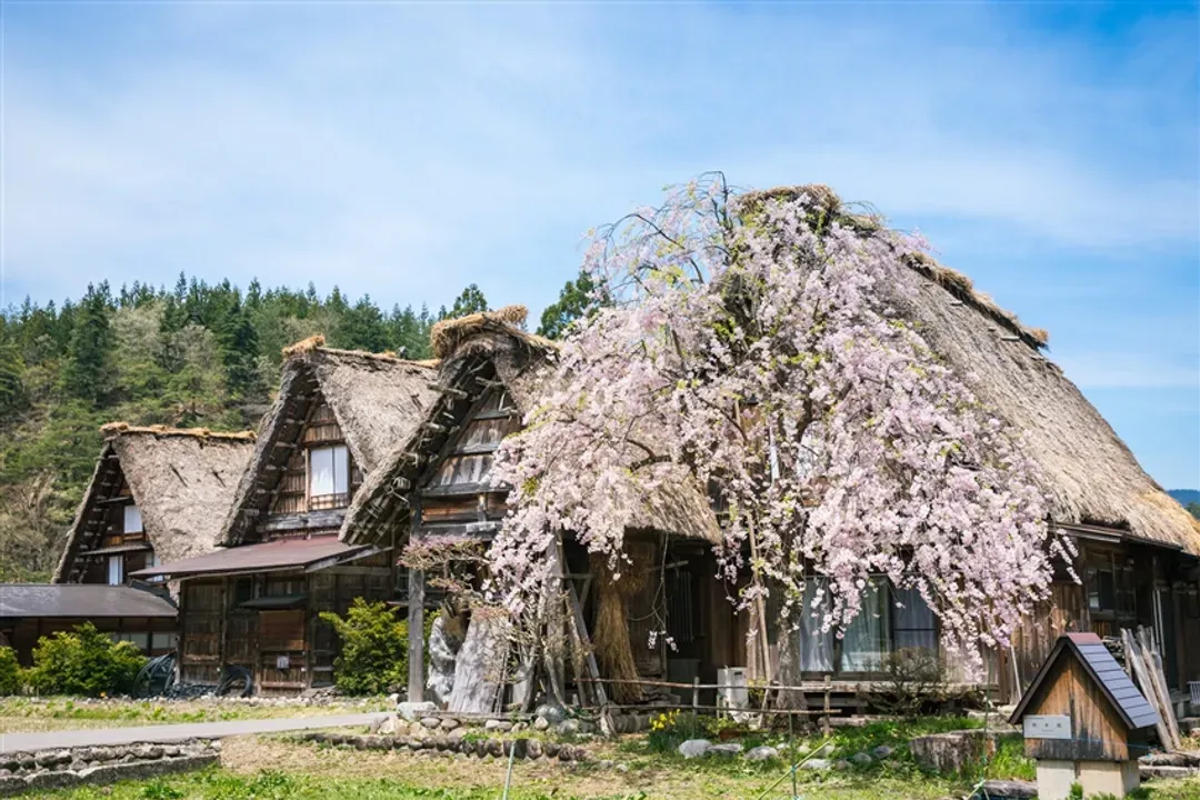北陸旅遊|楓葉季|黑部立山.白川鄉合掌村.仙境上高地.那谷寺.鶴仙溪.國寶彥根城.甜蝦吃到飽五日|高雄大阪-7
