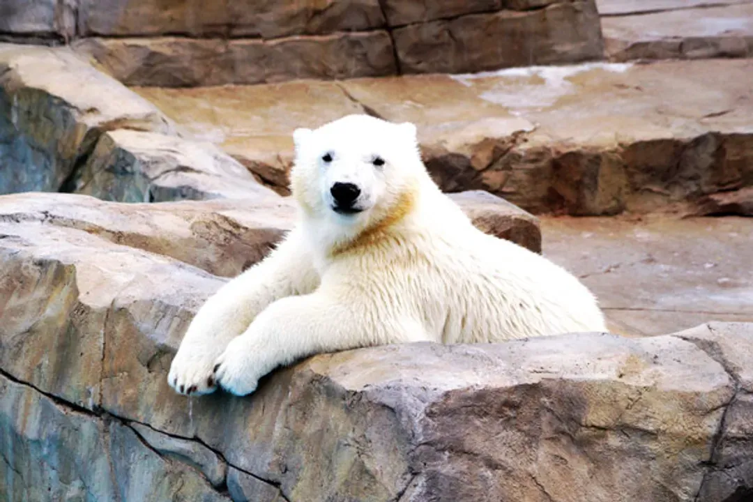 旭山動物園(可愛北極熊、企鵝、小熊貓)