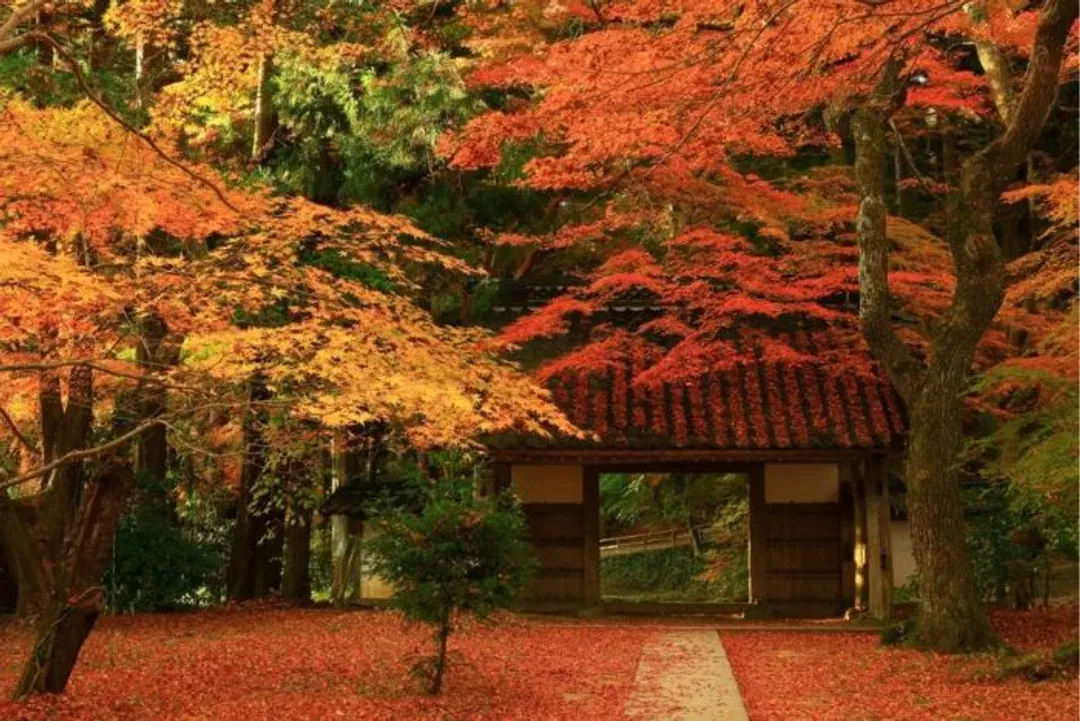 中尊寺(賞楓;世界遺產)