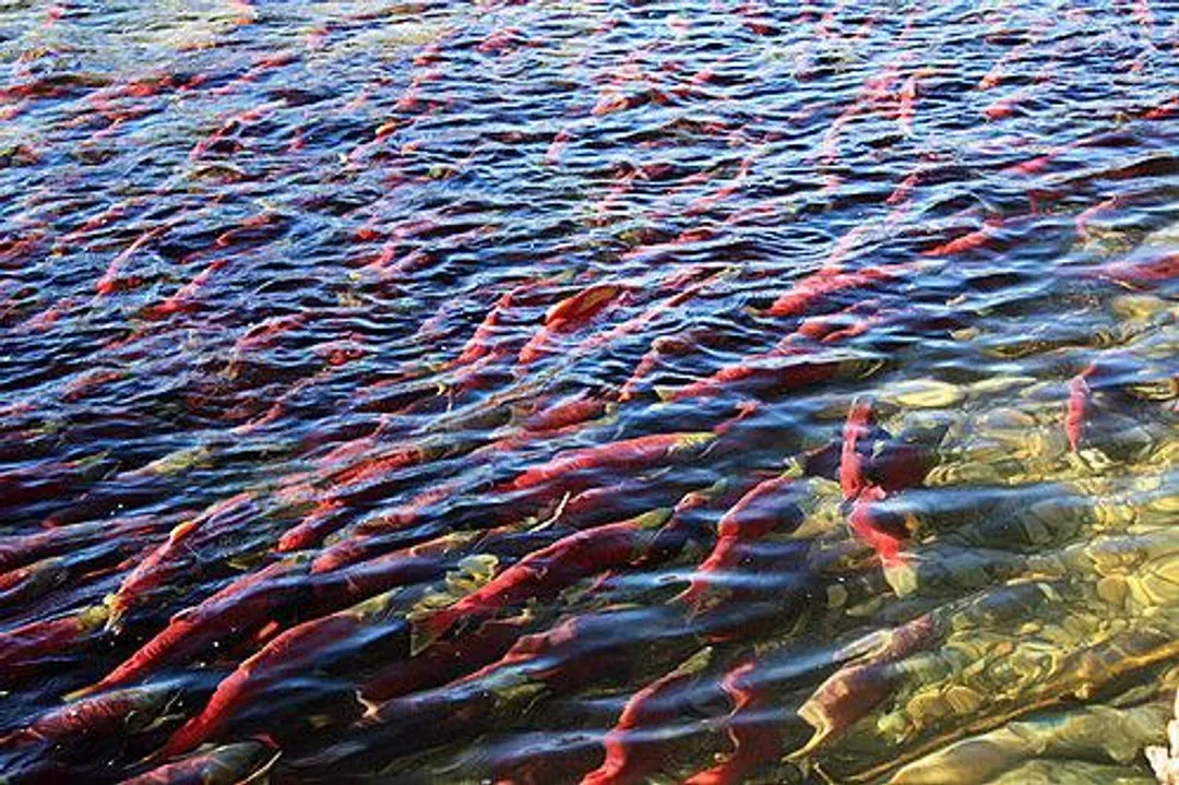 四年一次鮭魚洄游～加拿大賞鮭趣、四大國家公園、兩晚班夫小鎮、西雅圖夜未眠10日-10