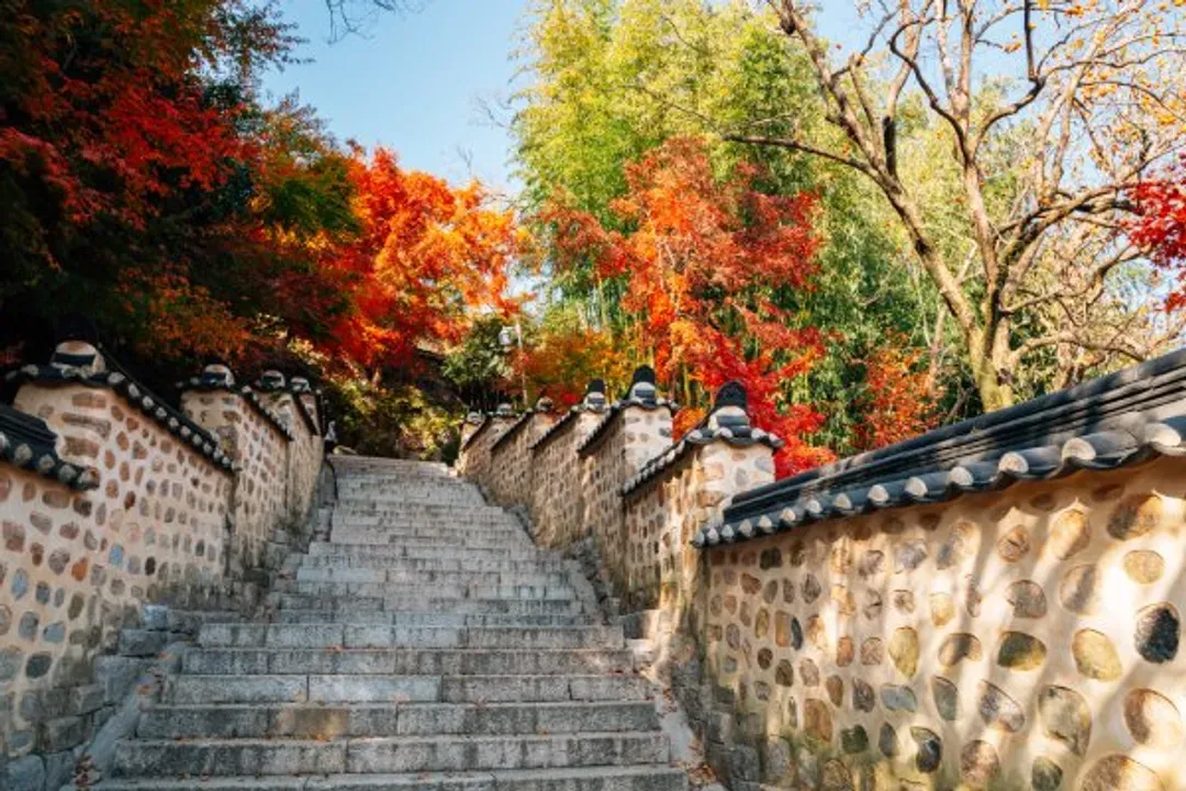 梵魚寺楓紅-紅葉故事旅行