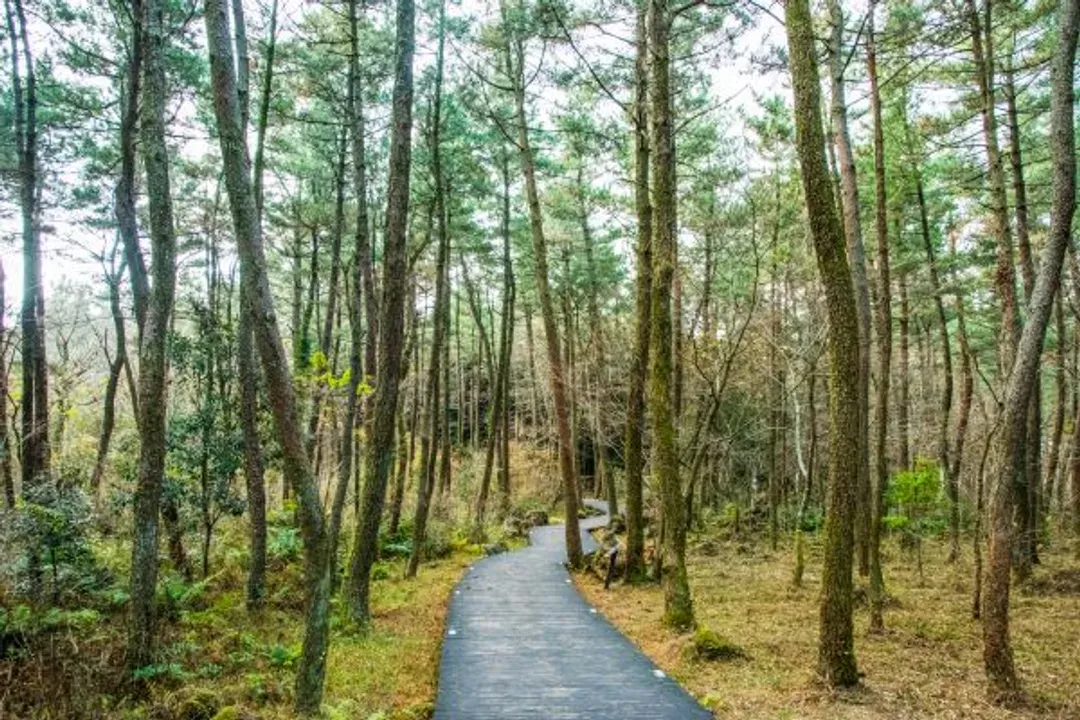 國家級漢拿山森林步道(思連伊林蔭道)-純粹自然景觀