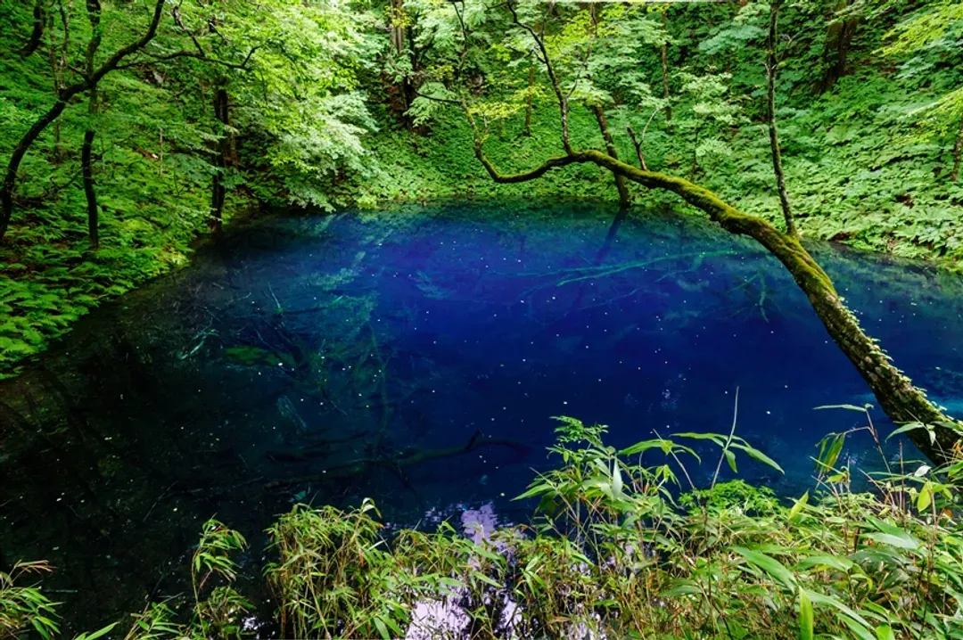 旅展搶購|東北青森不進免稅店.秘境白神山地.青池.千疊敷海岸線.奧入瀨溪流漫遊.竿燈傳承館.角館武家屋敷.田澤湖.溫泉五日