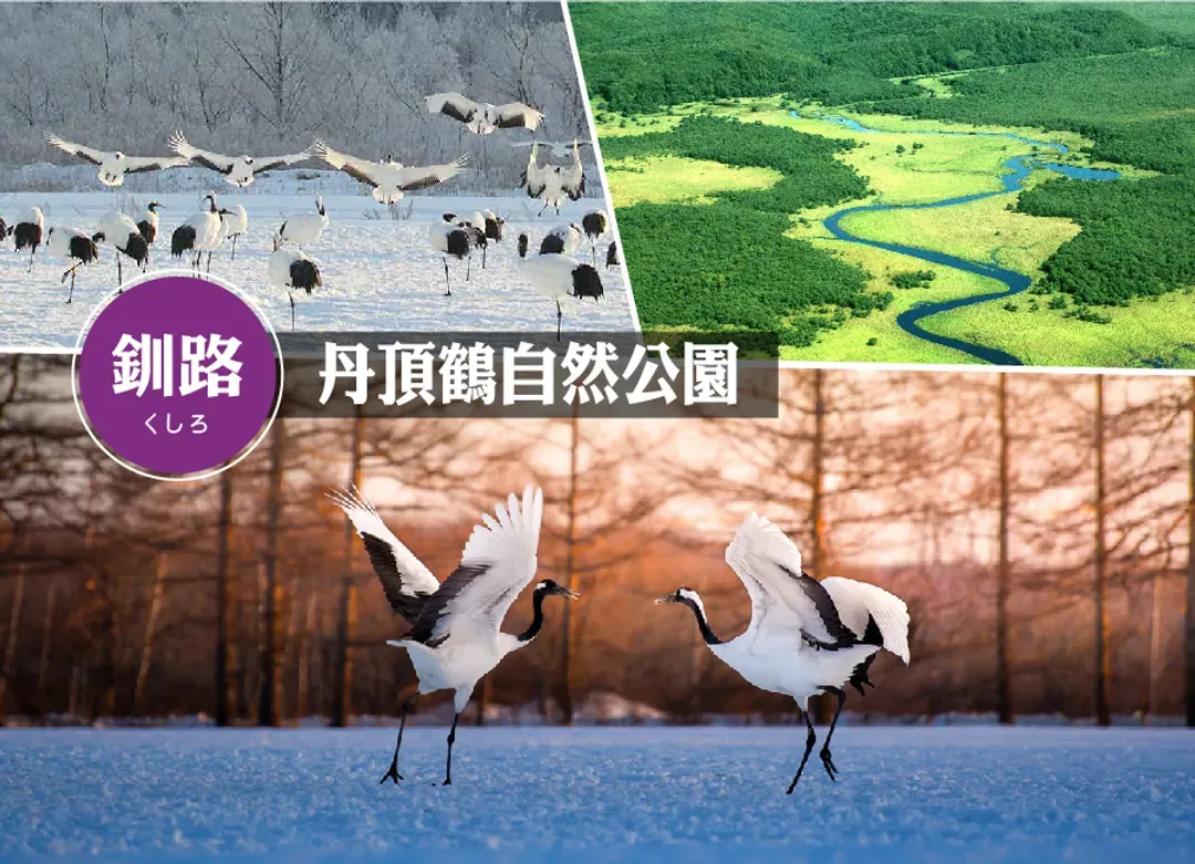 迷戀北海道全覽7日.黑岳空中纜車.釧路溼原.熊牧場.尼克斯企鵝.冰天使.螃蟹.敘敘苑燒肉美食(入住五溫泉)-6