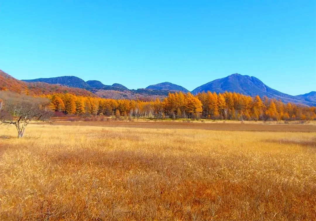 照片取自日光市觀光協會官網-戰場之原(紅葉)