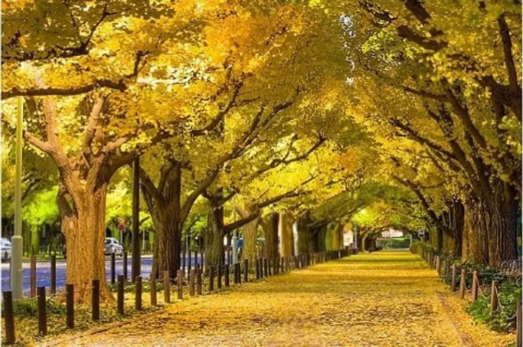 秋日東京～楓紅高尾山、昭和紀念公園、明治神宮銀杏、淺草觀音寺五日