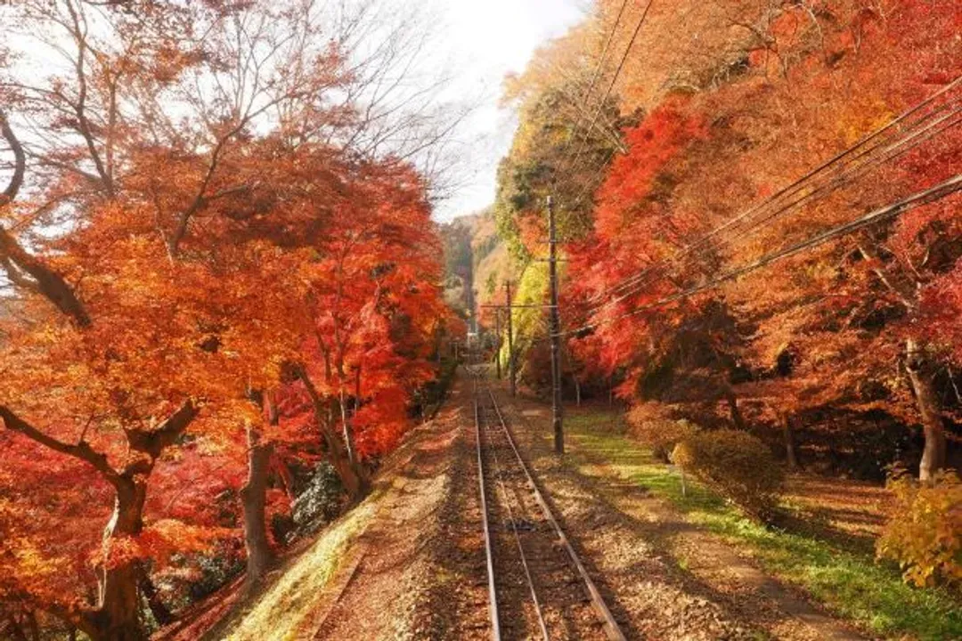 紅葉高尾山(纜車或吊椅）