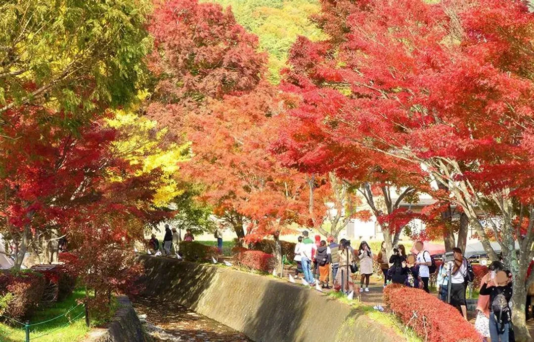 照片取自北河口湖觀光協會官網-河口湖紅葉迴廊