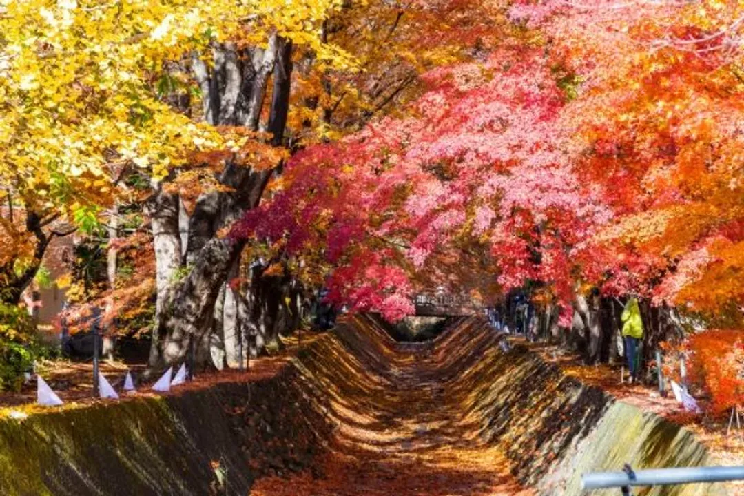 河口湖紅葉迴廊