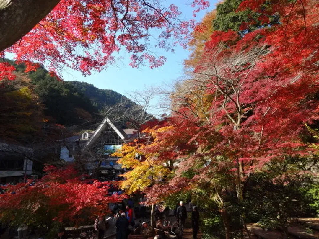 紅葉高尾山(纜車或吊椅）