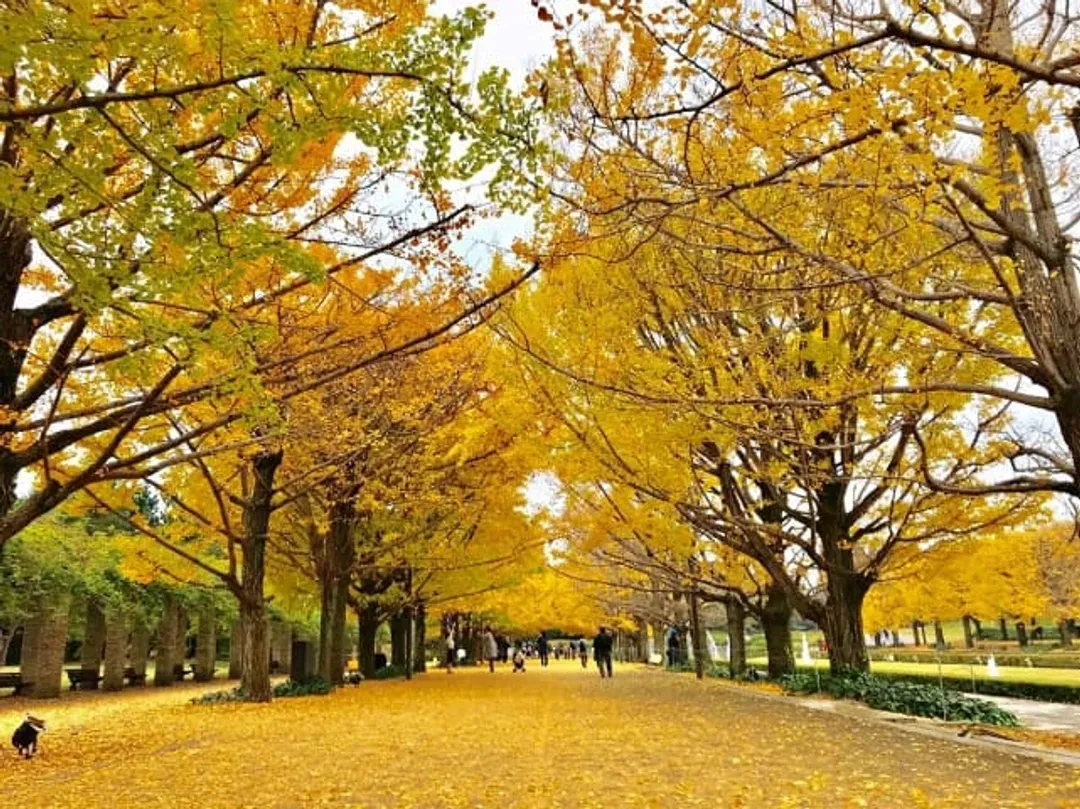 銀杏紅葉賞