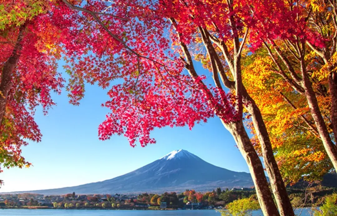 KHH天涼好個秋～楓紅高尾山、河口湖紅葉迴廊、天晴號遊覽船、長腳蟹溫泉鄉五日