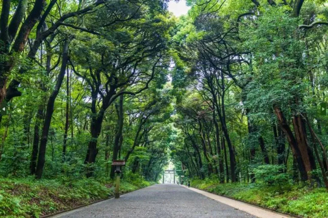 明治神宮丨日本最大木造鳥居