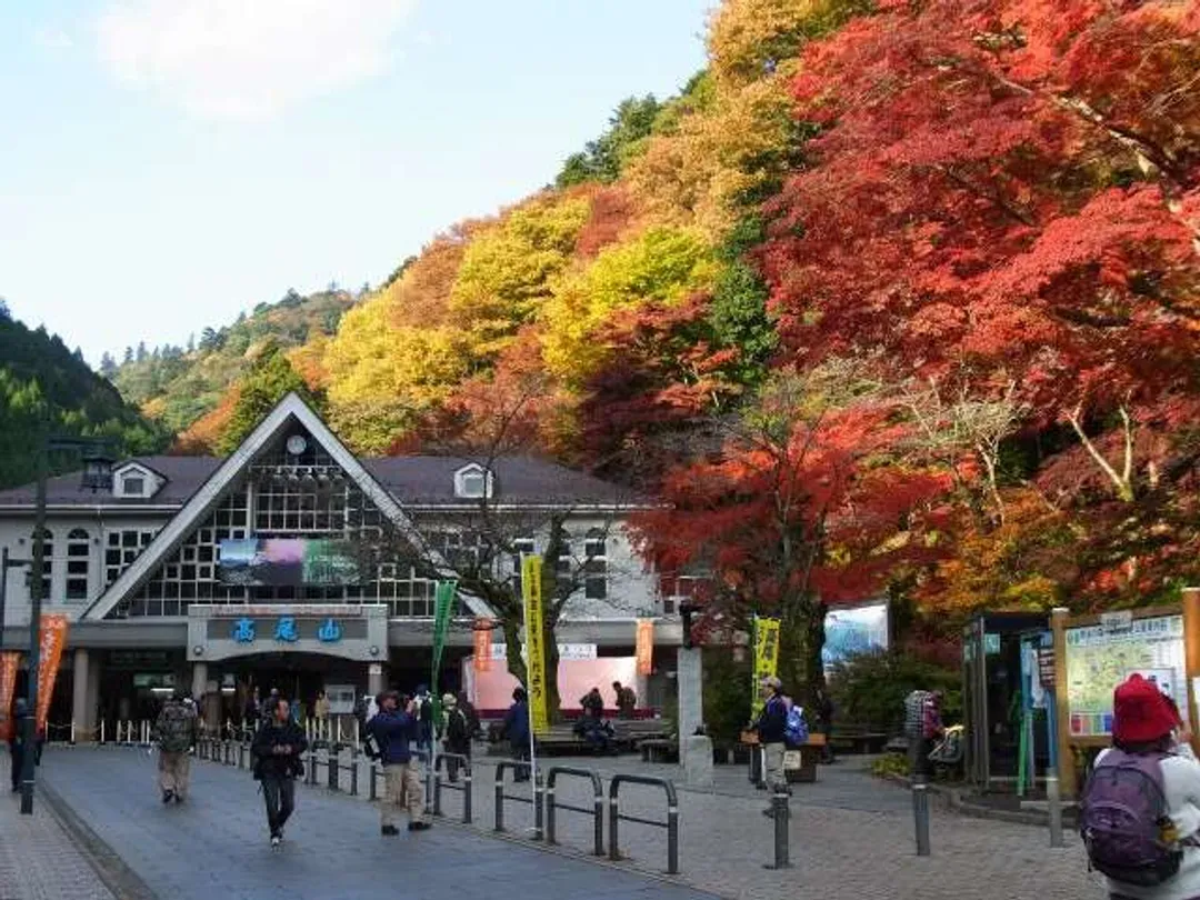 紅葉高尾山(纜車或吊椅）