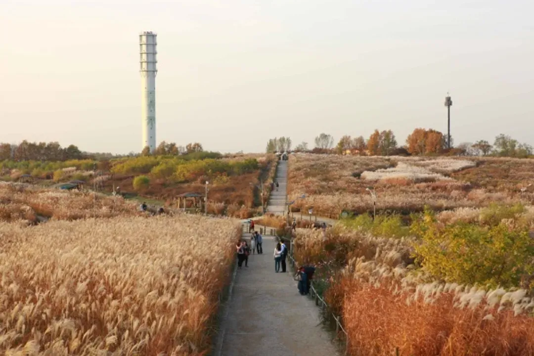 首爾天空公園(波波草、大波斯菊、蘆葦、紫芒)