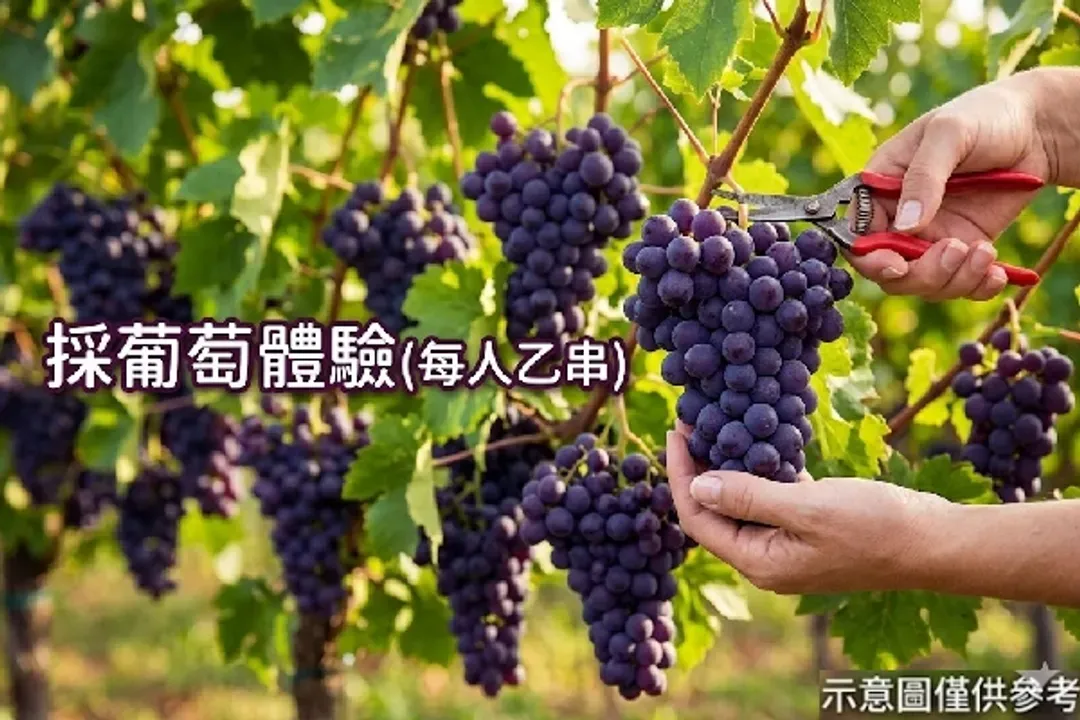 紫色葡萄-採葡萄體驗