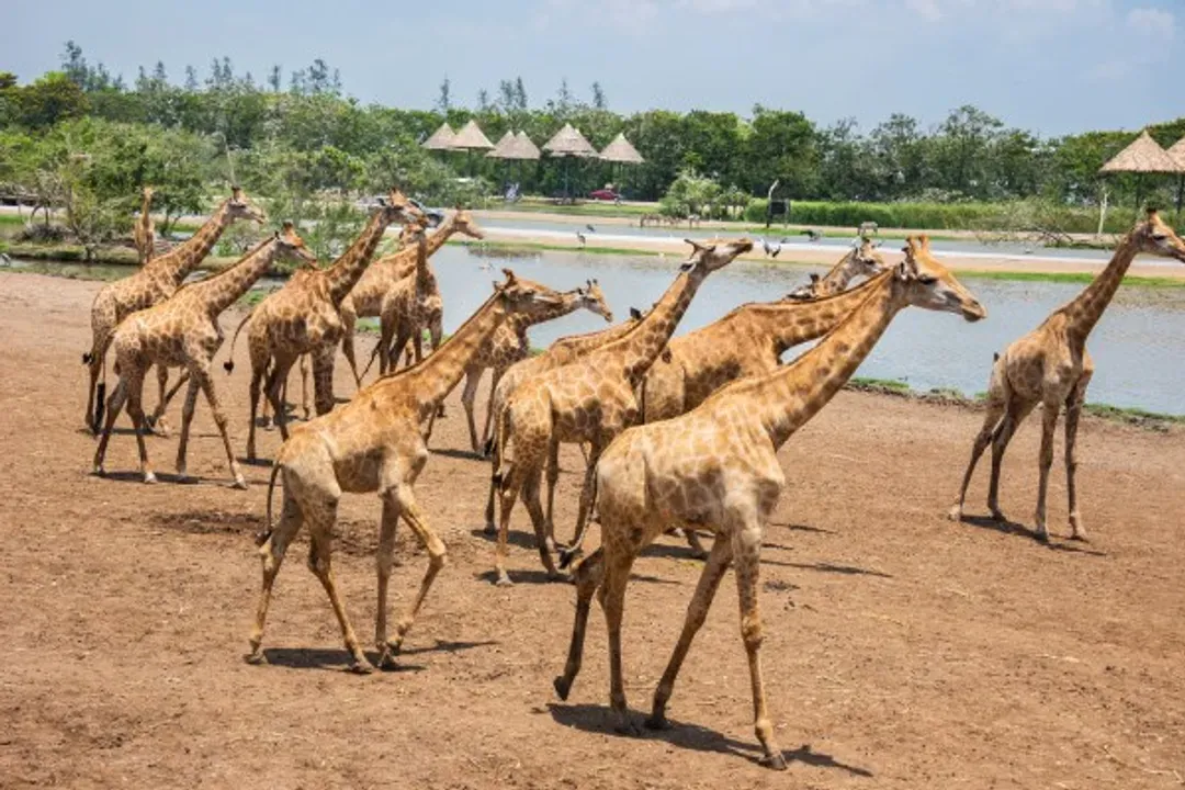 賽福瑞野生動物園(長頸鹿餵食體驗)