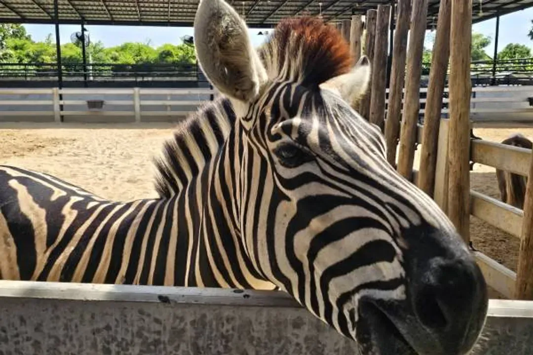 大城動物園(動物表演秀+水豚君餵食體驗)