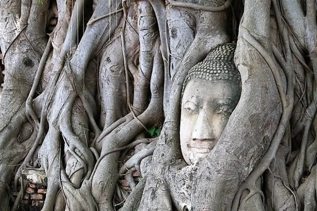 瑪哈泰寺-大城風情漫遊