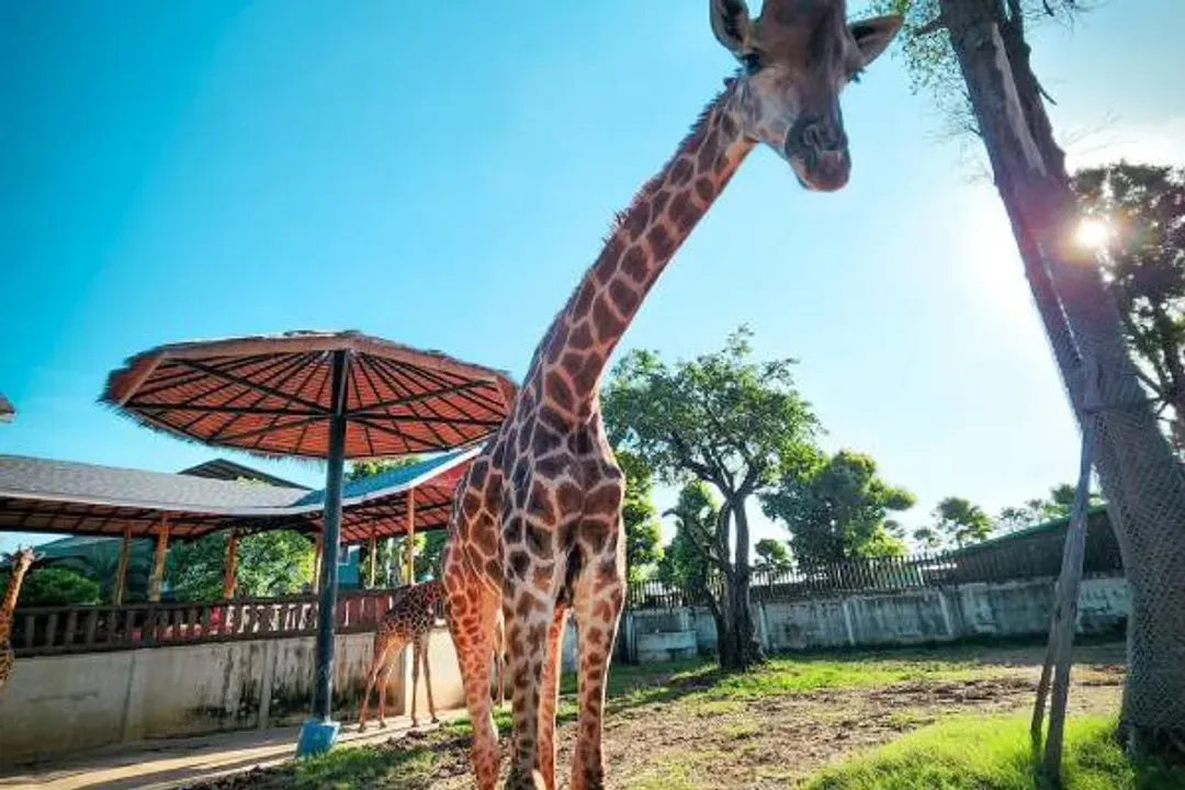 大城動物園(動物表演秀+水豚君餵食體驗)
