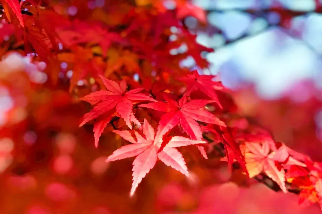 \\考察攝影-唯美和風．紅葉香雪庭