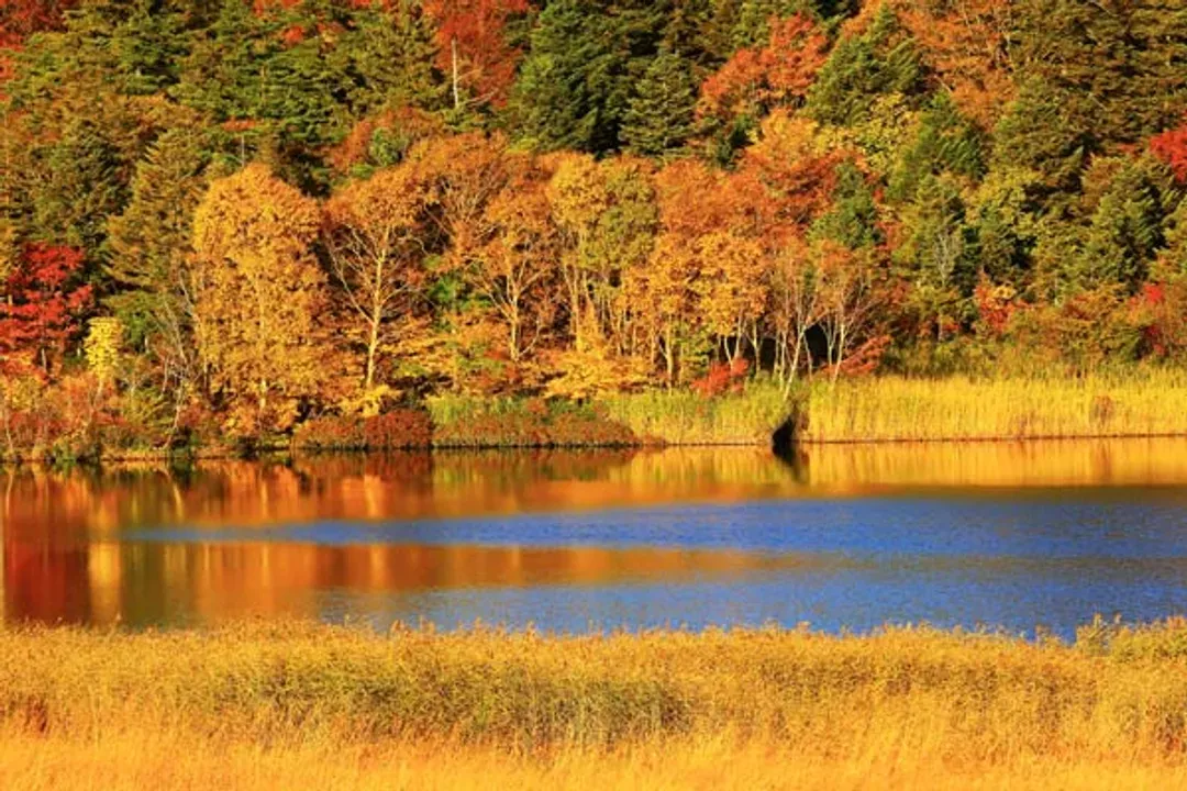 北海道楓葉情