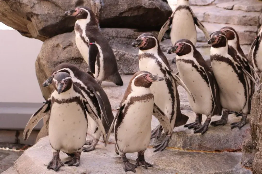仙台水族館-藏王狐狸村